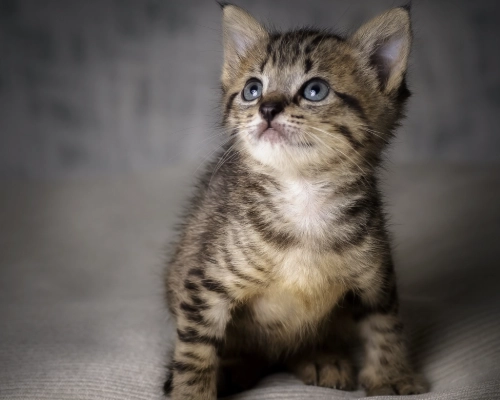 貓糖尿病血糖監測