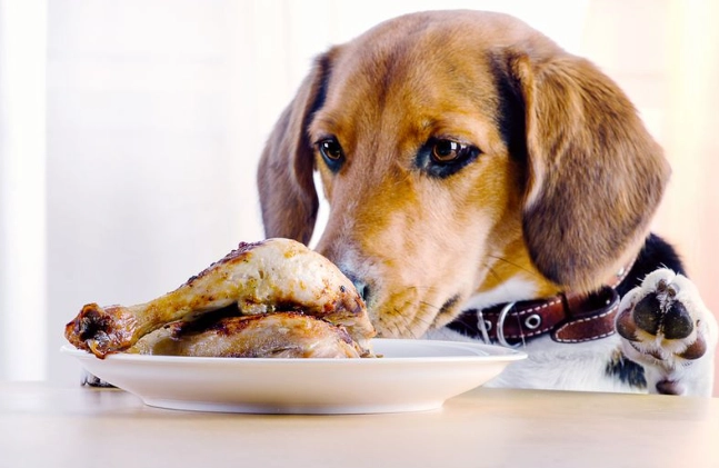 狗吃海鮮注意事項 狗吃海鮮注意事項