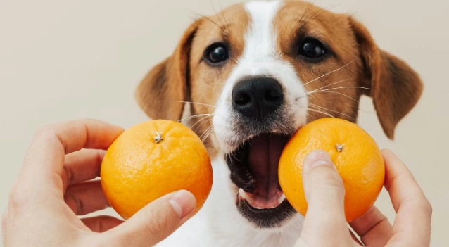 橘子對狗的影響
