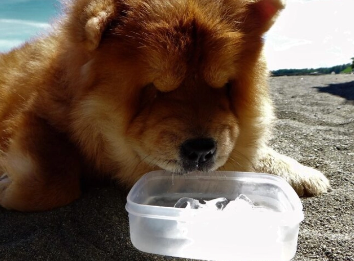 老狗多喝水原因 老狗多喝水原因