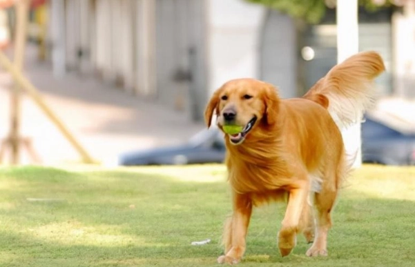 狗狗果凍狀拉肚子處理 狗狗果凍狀拉肚子處理