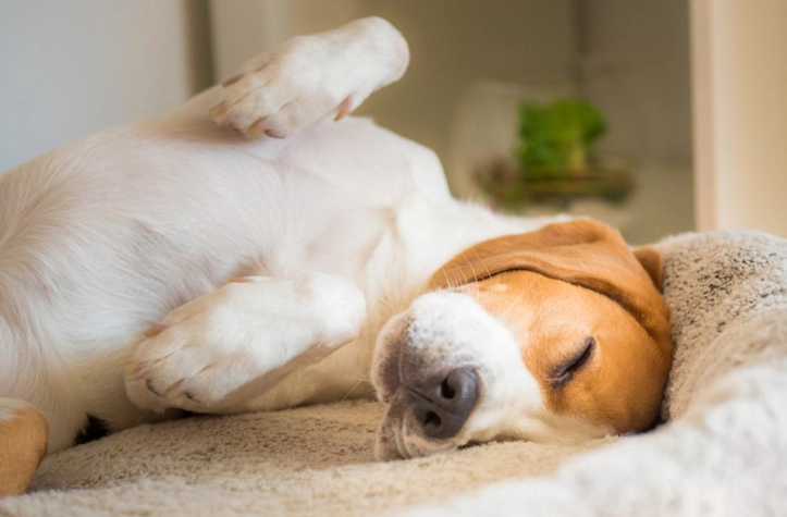 狗皮膚過敏止癢