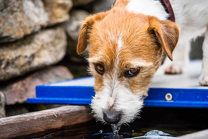 狗狗喝水多尿多