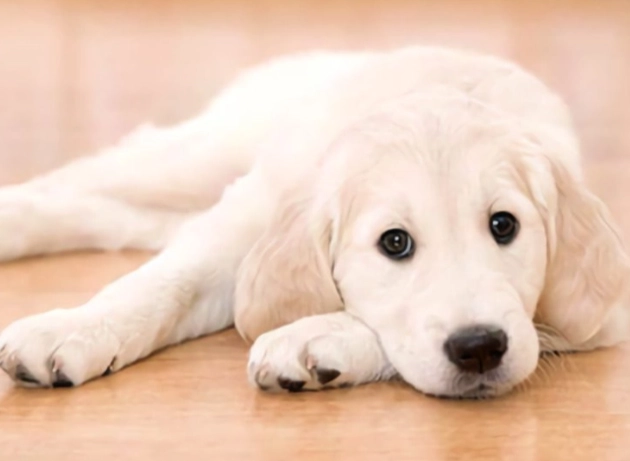 狗睡頭原因 狗睡頭原因