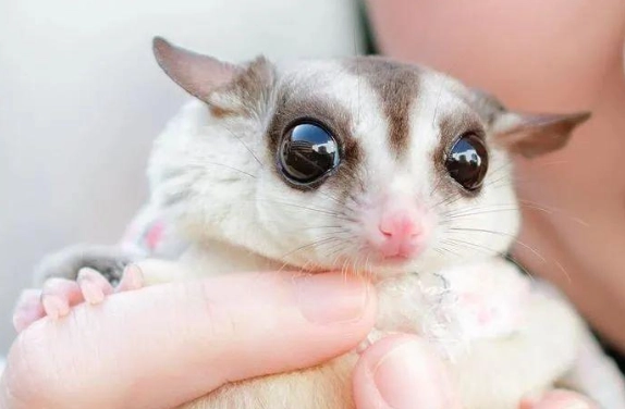 蜜袋鼯洗澡方法