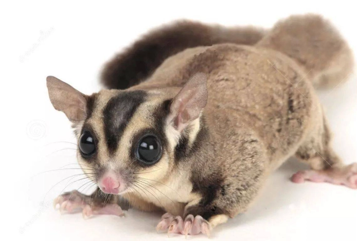 蜜袋鼯飲食注意事項