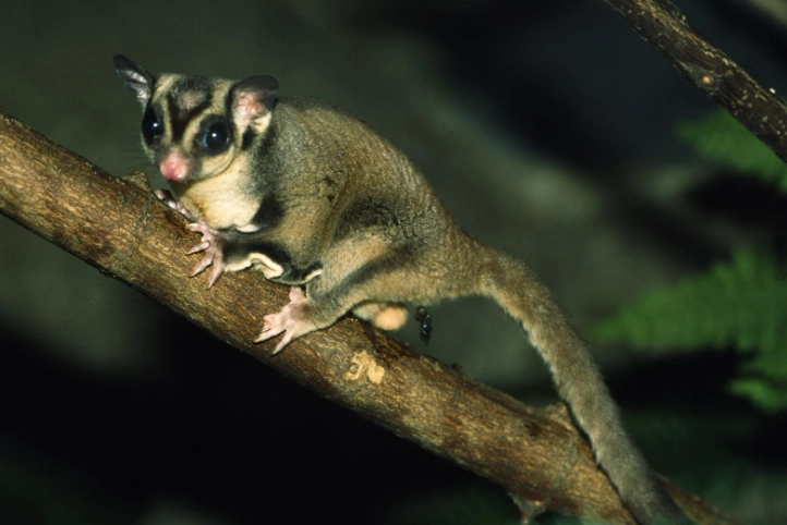 蜜袋鼯食物禁忌