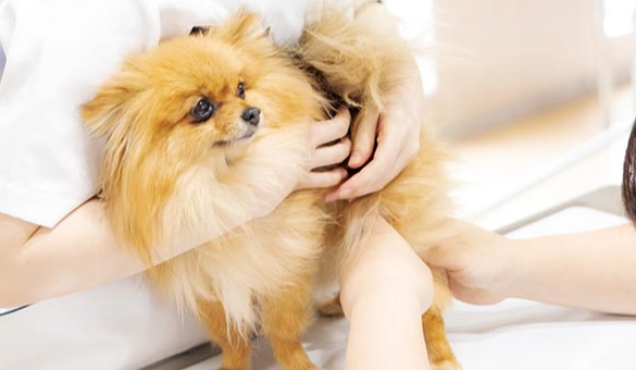 狗狗氣管塌陷症狀