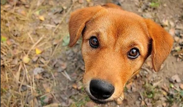 狗狗皮膚病症狀