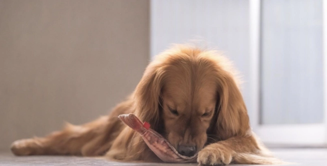 狗吃海鮮注意事項 狗吃海鮮注意事項