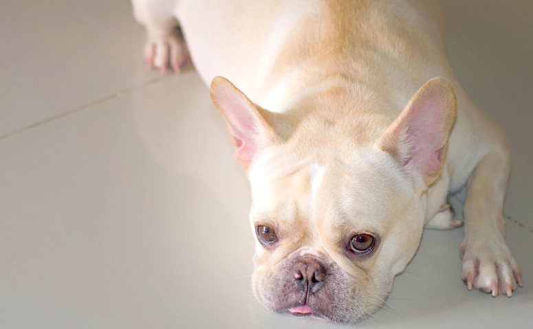 狗皮膚腫脹原因