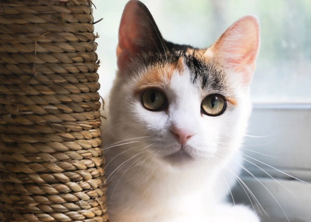 預防貓咪糖尿病