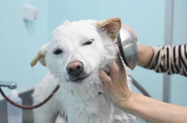 腸胃炎狗狗食物