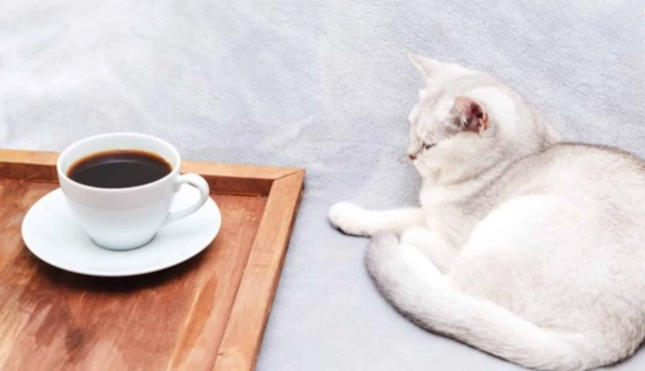 咖啡因對貓的影響