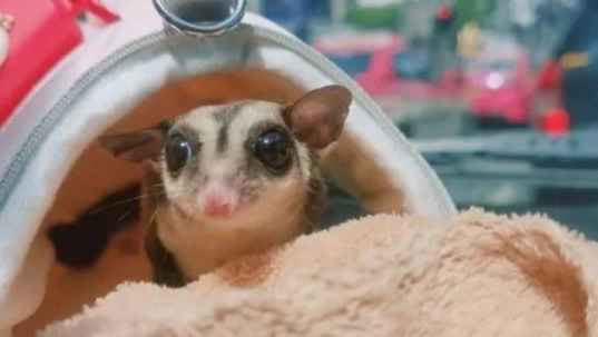 蜜袋鼯健康护理