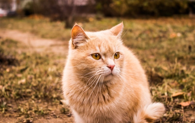 貓糖尿病血糖監測