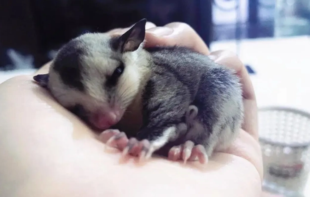蜜袋鼯飼養技巧 蜜袋鼯飼養技巧