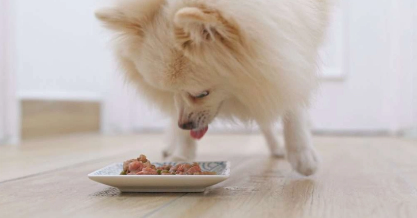 狗腹瀉治療 狗腹瀉治療