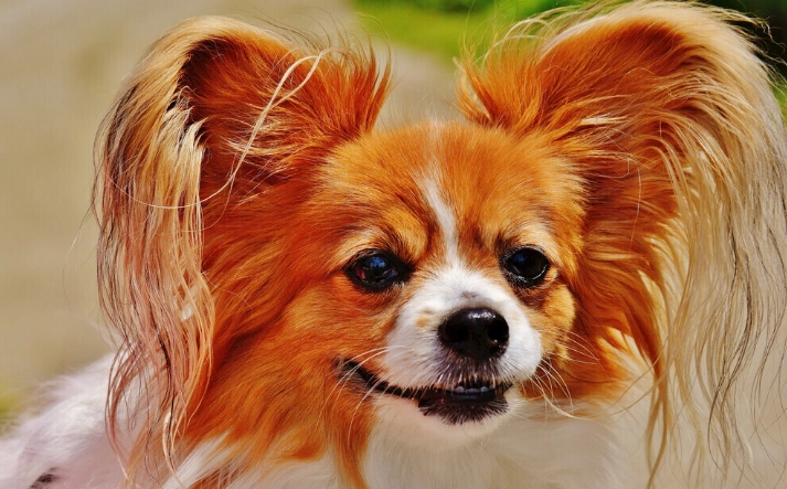 辣椒對狗的影響