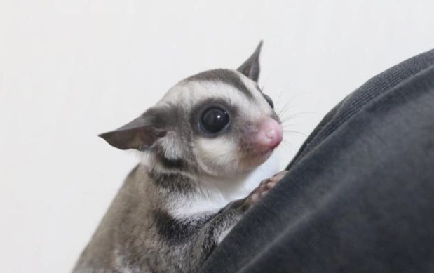 蜜袋鼯叫聲異常