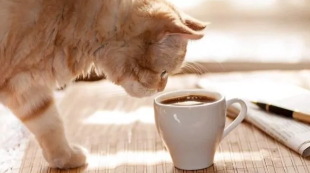 咖啡因對貓的影響
