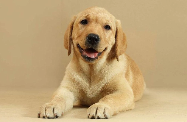 狂犬病症狀與預防 狂犬病症狀與預防