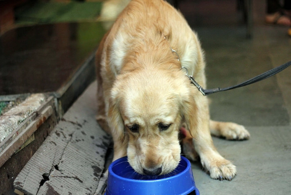 狗狗喝水過多 狗狗喝水過多