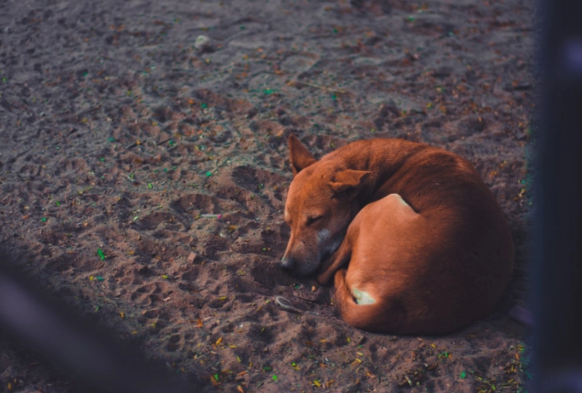 狗狗睡覺姿勢健康
