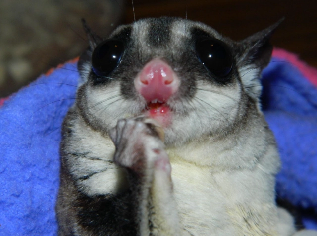 蜜袋鼯健康問題