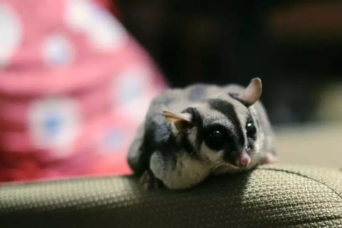 寵物蜜袋鼯餵食