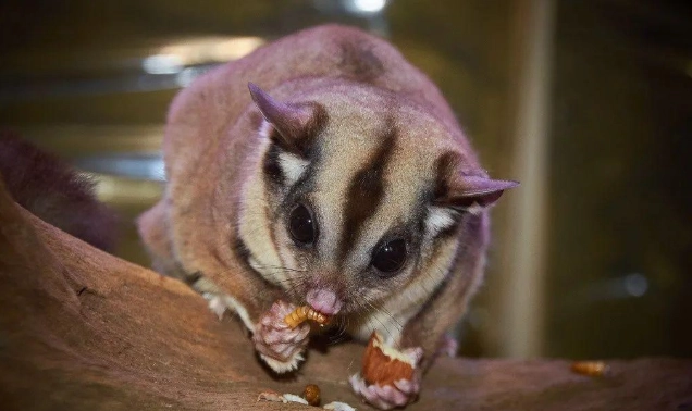 蜜袋鼯照顧技巧