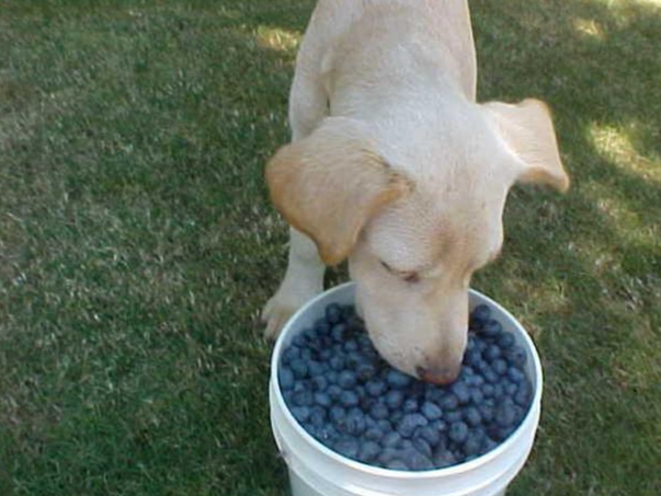 狗狗吃藍莓