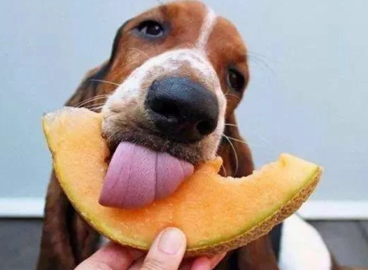 果乾對狗狗的影響