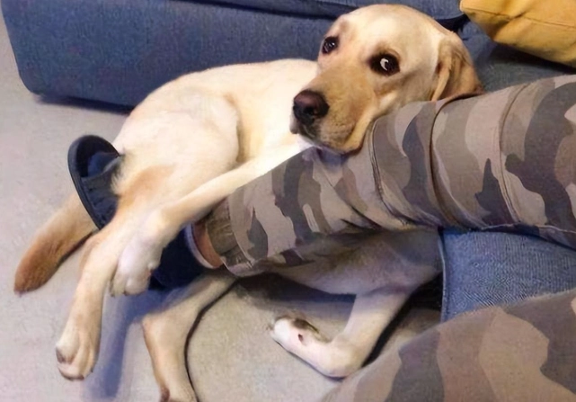 狗狗翻肚睡覺意思 狗狗翻肚睡覺意思