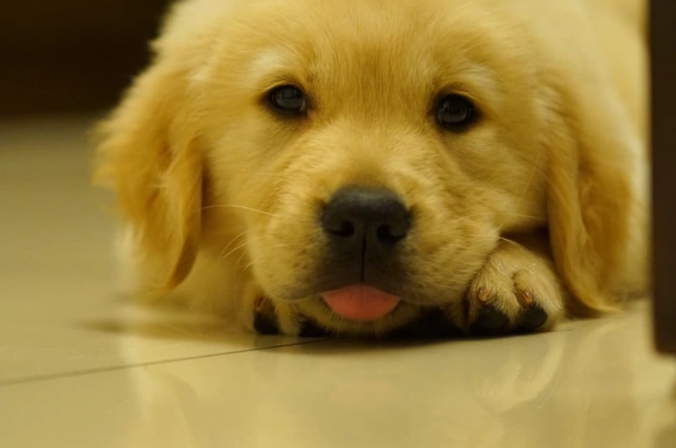 狂犬病症狀與預防 狂犬病症狀與預防