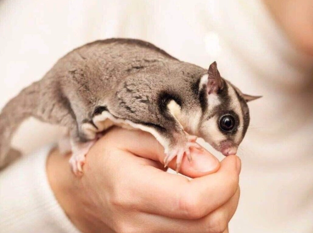 蜜袋鼯懷孕照護