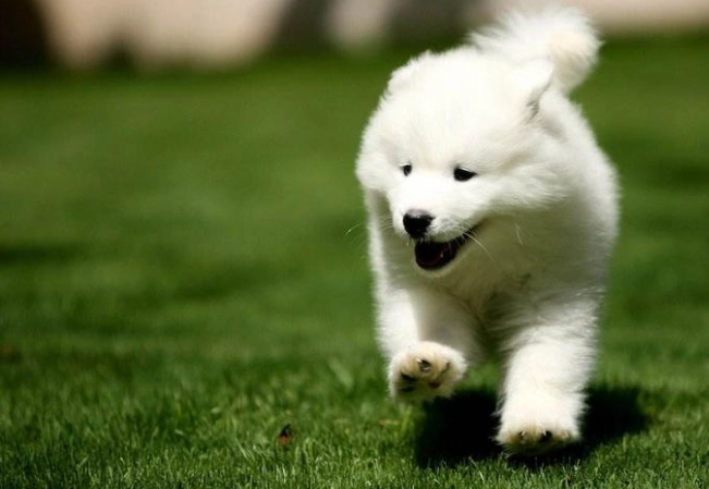 狗狗嘔吐黃色原因