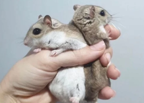 蜜袋鼯寶寶掉落