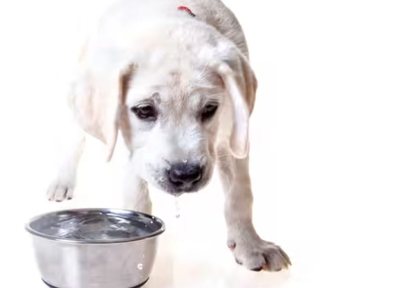 寵物飲水異常 寵物飲水異常