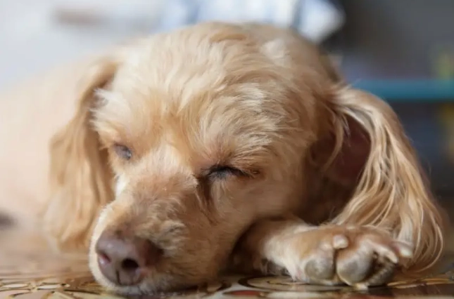 狗狗免疫失調皮膚症狀 狗狗免疫失調皮膚症狀