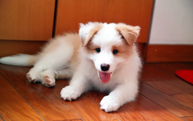 寵物益生菌推薦