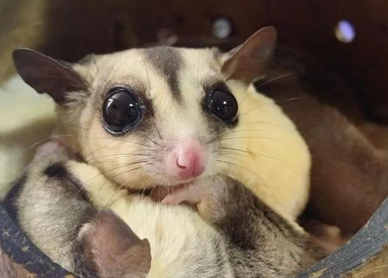 蜜袋鼯洗澡注意事項