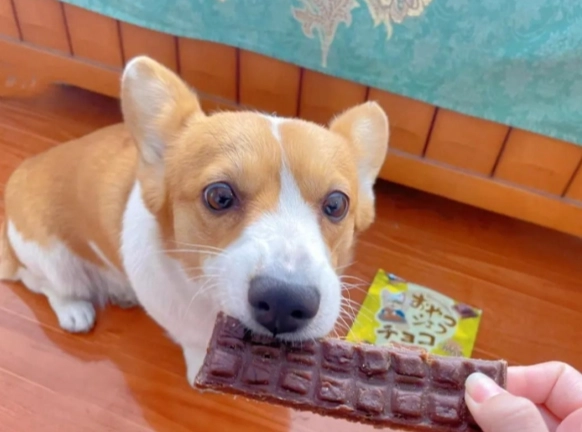 狗巧克力中毒處理