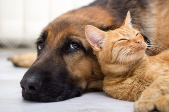 犬貓糖尿病治療