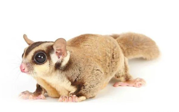 蜜袋鼯死亡原因