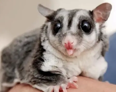蜜袋鼯飼養問題