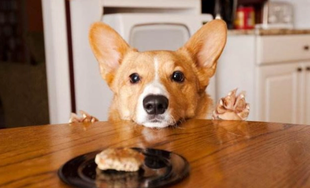 魷魚對狗有害嗎 魷魚對狗有害嗎