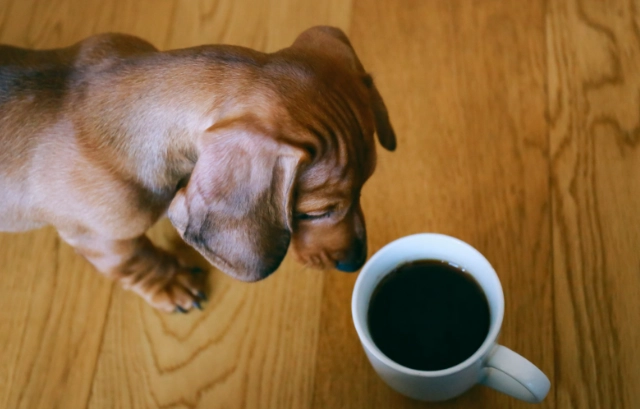 咖啡渣 寵物 安全使用