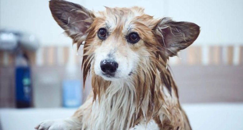 狗狗免疫失調皮膚症狀 狗狗免疫失調皮膚症狀