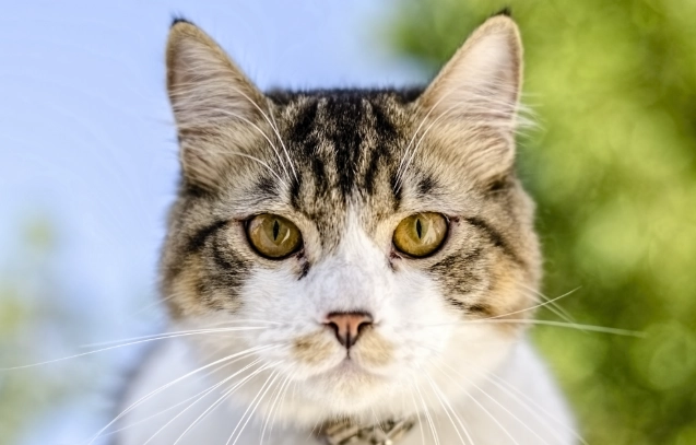 貓糖尿病風險因素